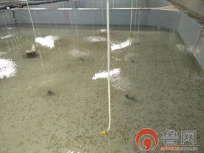 海緣養(yǎng)殖科技 以技術(shù)領(lǐng)域樹品牌，南苗北育模式促發(fā)展