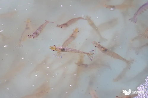 武漢臨空港經(jīng)濟技術(shù)開發(fā)區(qū)探索海水養(yǎng)殖技術(shù)研發(fā)，助力社會民生發(fā)展