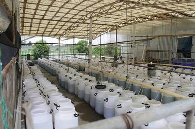 單體牡蠣海水養(yǎng)殖技術(shù)研發(fā)探析