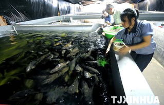 科技創(chuàng)新驅(qū)動(dòng)海洋經(jīng)濟(jì) 濱海新區(qū)建成超大型工廠化內(nèi)循環(huán)海水養(yǎng)殖基地